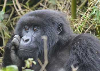Uganda gorilla tour