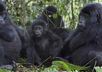 Uganda Gorilla tours