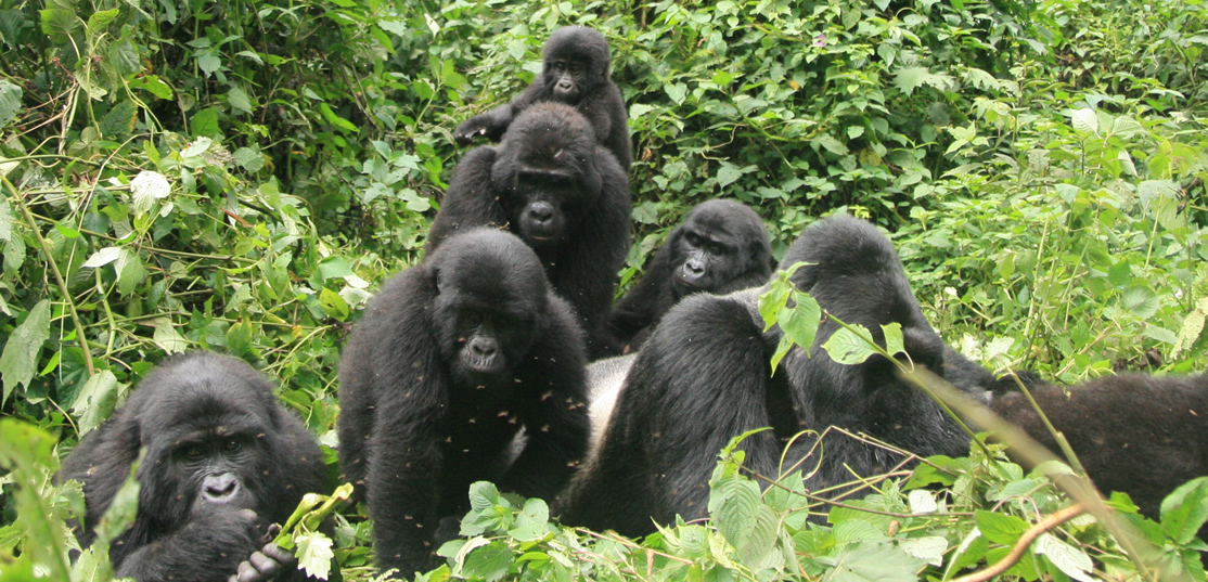 gorilla tour