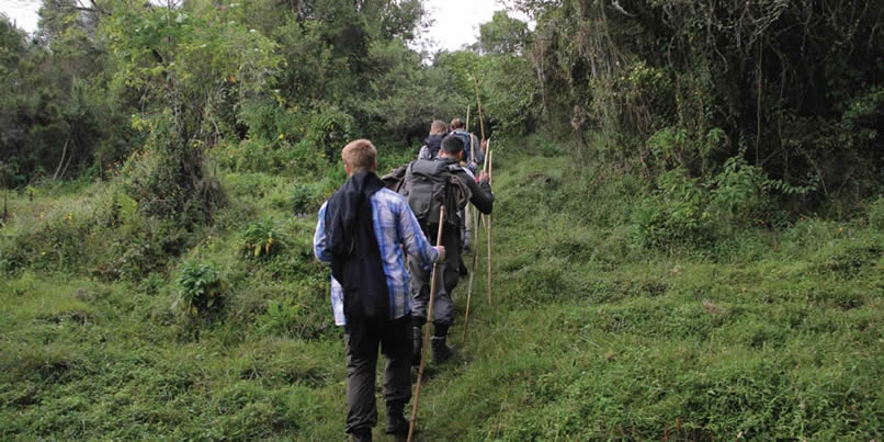 Bwindi Forest Walks