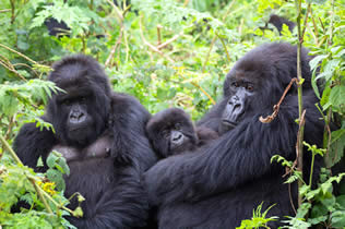 Ruzogo Lodge