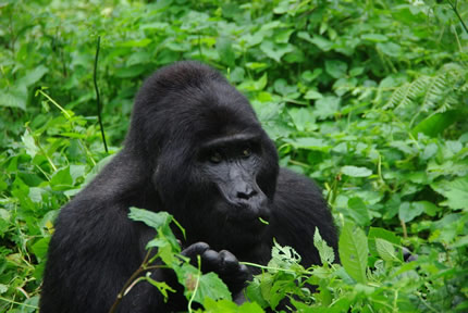 1 Day Uganda gorilla trekking