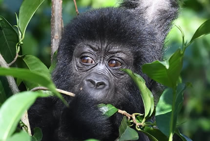 3-days-uganda-gorilla-tour