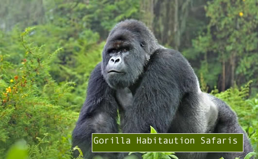 gorilla-habituation-experience