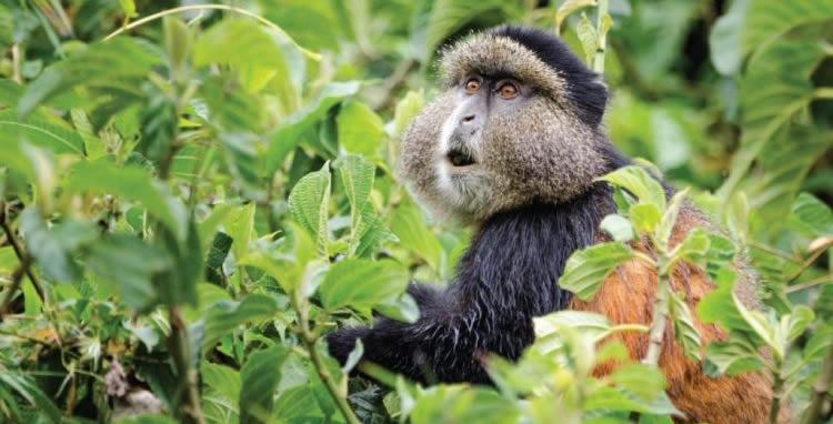 where to see primates in Uganda