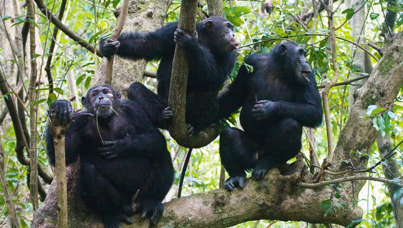 11 Days Uganda - Rwanda Gorilla Safari
