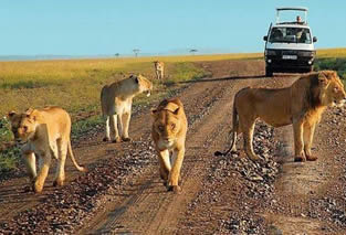 Game Viewing in Uganda | Uganda Gorilla Tour Enganzi game lodge