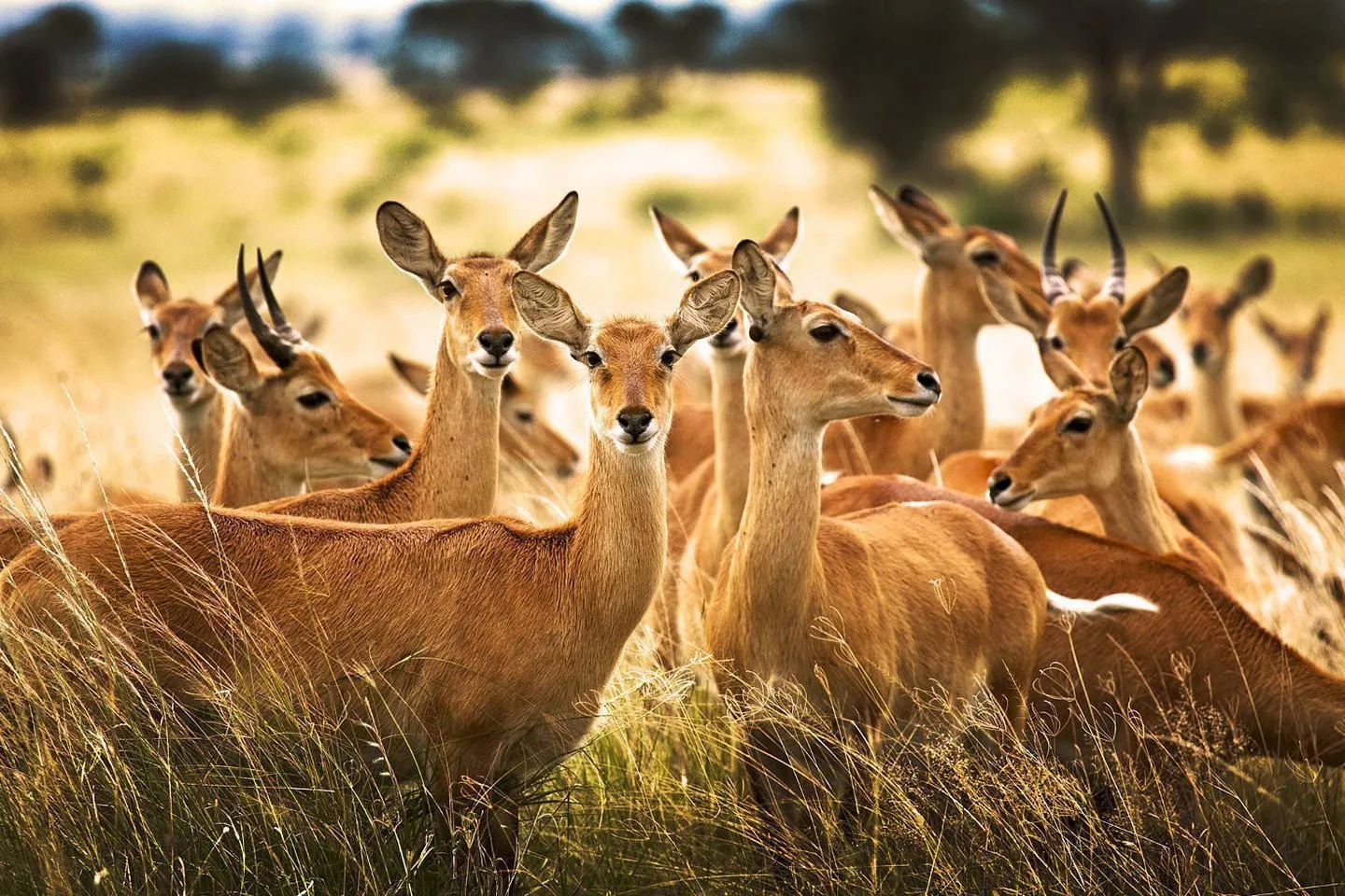6 days Uganda safari