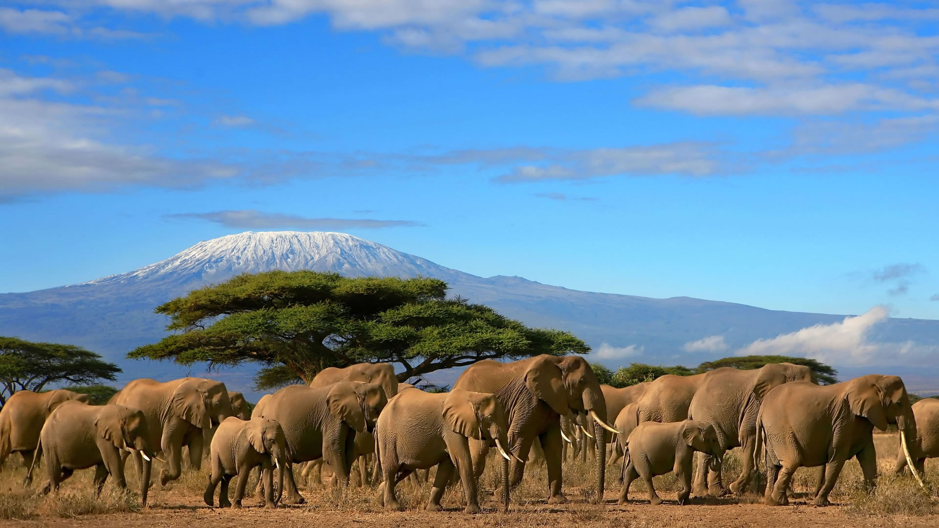 Herd of elephants standing on a savannah with a snow‑capped mountain in the background under a blue sky.