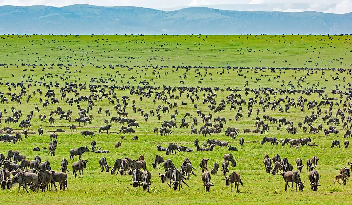 A vast grassland filled with a large herd of wildebeest under a blue mountain range in the distance.