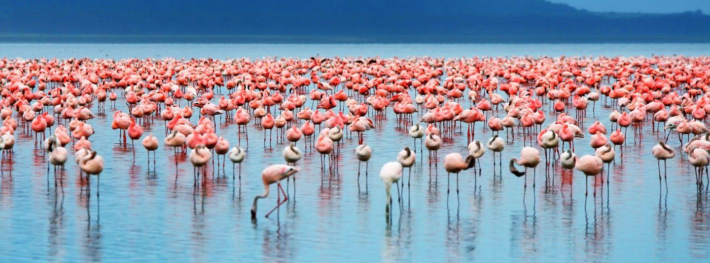 19 Days Uganda-Tanzania Safari
