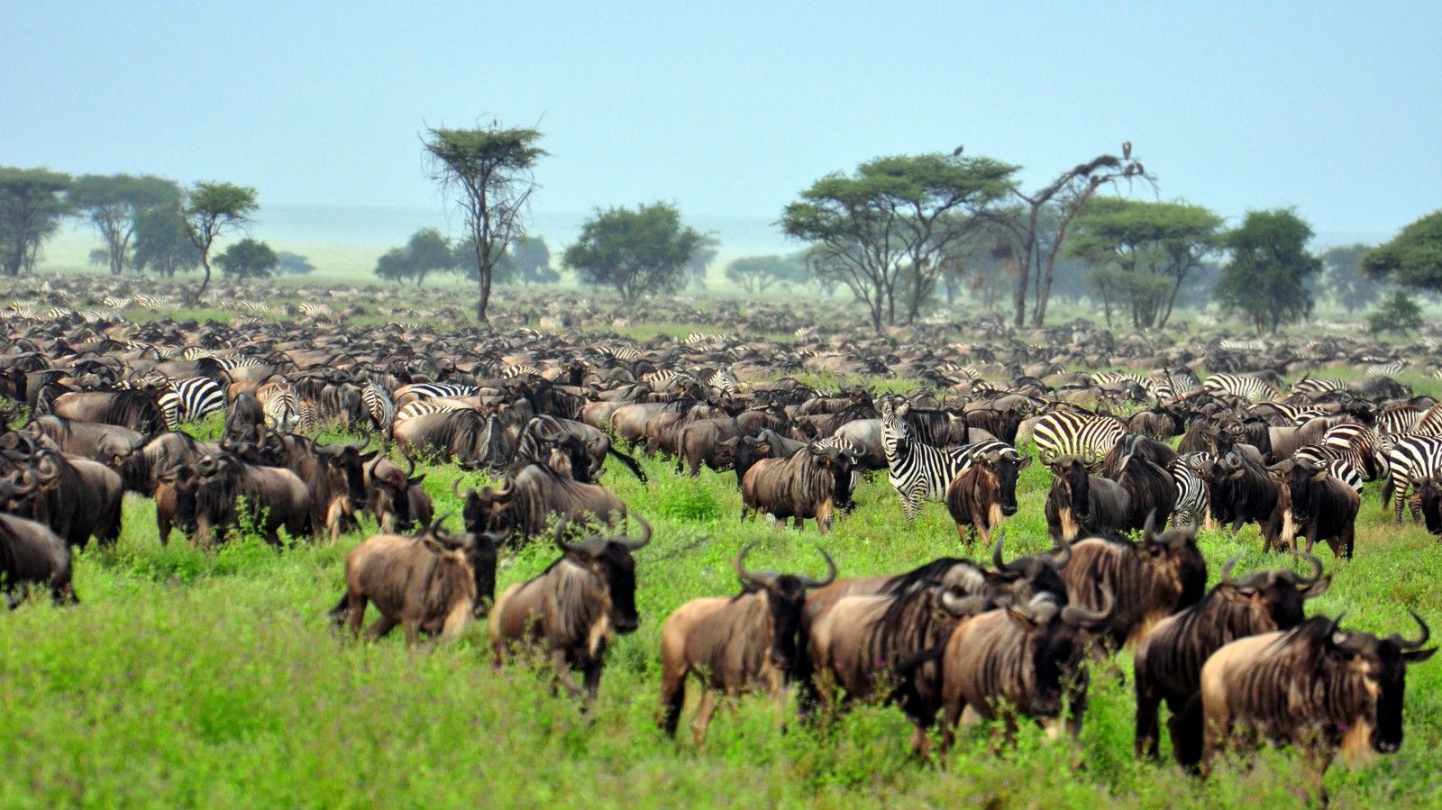 19 Days Uganda-Tanzania Safari
