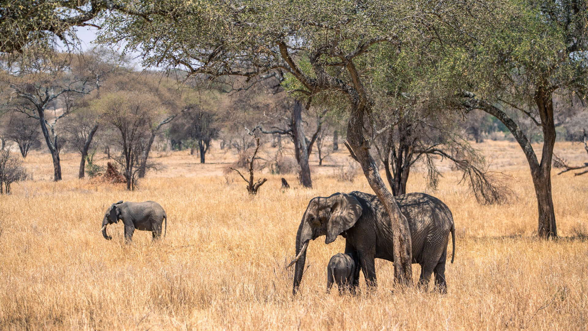 19 Days Uganda-Tanzania Safari
