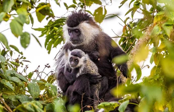 Rwanda and Uganda safari