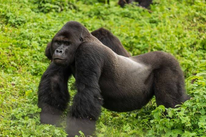 16 Days Uganda - DR Congo and Rwanda