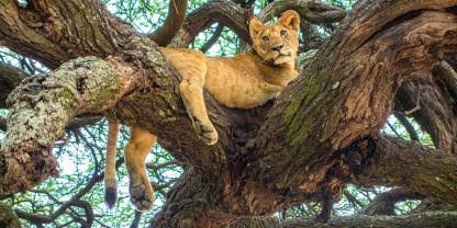 images | Uganda Gorilla Tour Tanzania safari