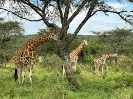 | Uganda Gorilla Tour Kigambira Safari lodge